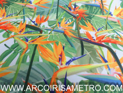 Poli-Canvas ESTRELICIA